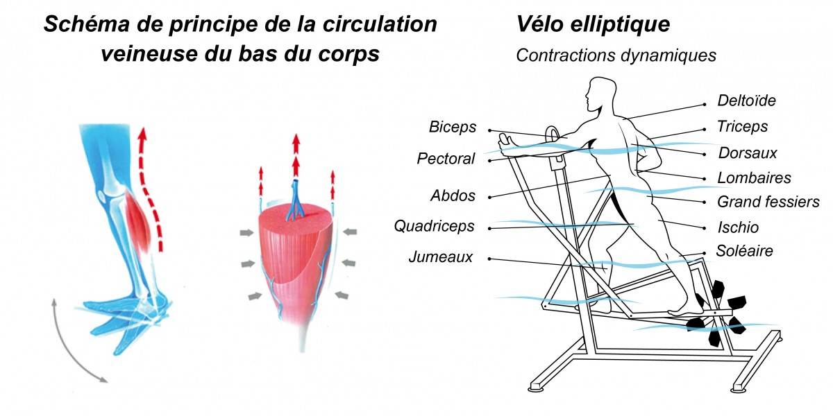 schéma - aquaelliptique - vélo elliptique aquatique - vélo elliptique de piscine - archimède