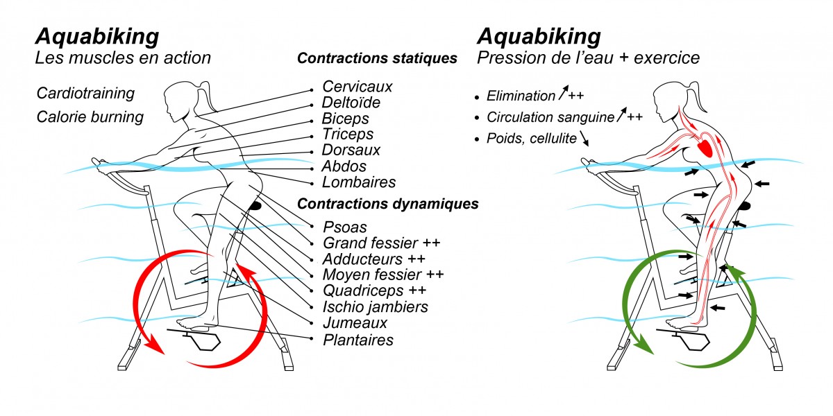 schéma - aquabike - vélo de pisicne - archimède